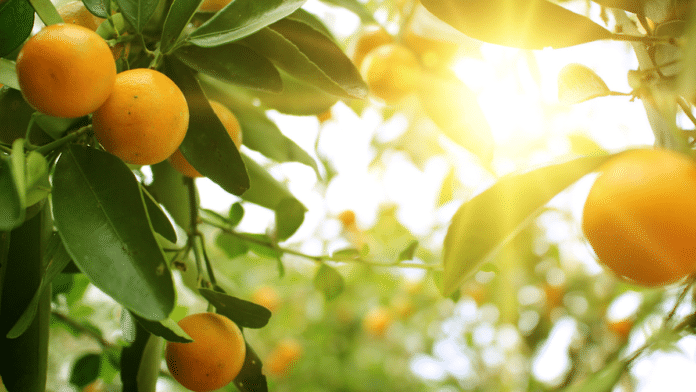 citrus sustainability